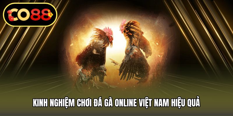 Kinh nghiệm chơi đá gà online Việt Nam hiệu quả